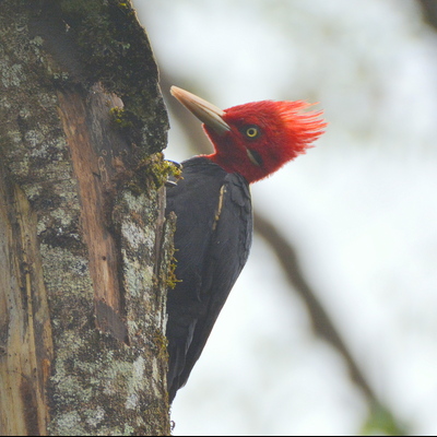 Magellanic Woodpecker (2)